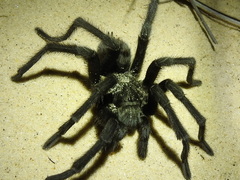 Aphonopelma gabeli