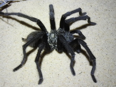 Aphonopelma gabeli