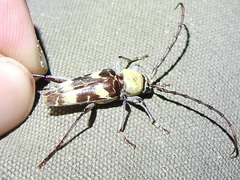 Megacyllene antennata