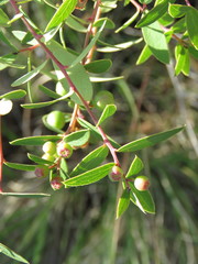 Vaccinium stenophyllum