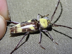 Megacyllene antennata