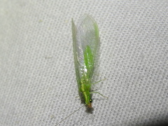 Chrysoperla pudica-group