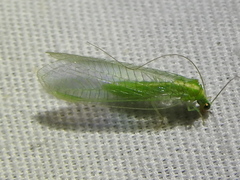 Chrysoperla pudica-group
