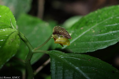 Impatiens andapensis