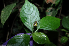 Impatiens andapensis