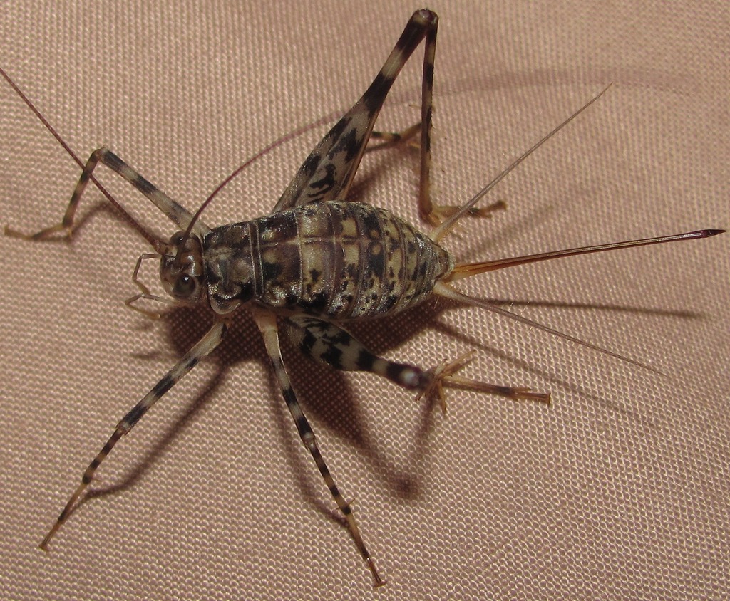 Spider Crickets