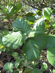 Quercus jonesii