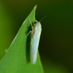 Dikraneura angustata