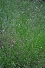 Melica subulata