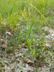 Dichanthelium praecocius