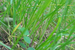 Melica subulata