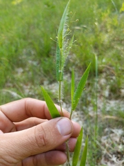 Dichanthelium praecocius