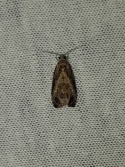 Olethreutes punctanum