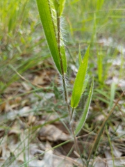 Dichanthelium praecocius