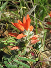 Castilleja nervata