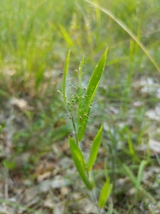 Dichanthelium praecocius