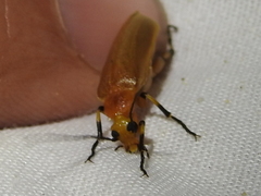 Pseudozonitis pallidus