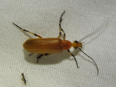 Pseudozonitis pallidus