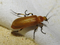 Pseudozonitis pallidus