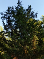 Juniperus communis communis