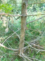 Juniperus communis communis