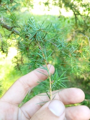 Juniperus communis communis