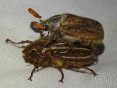 Polyphylla pottsorum