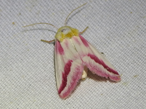 Clouded Crimson Moth photo 4