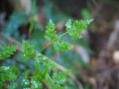 Pteris saxatilis