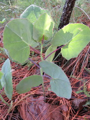 Roldana sessilifolia