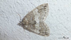 Hydriomena impluviata