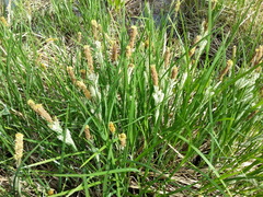 Carex lacustris