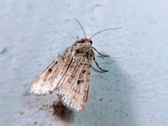 Amphipyra tragopoginis