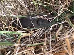 Microtus californicus