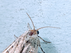 Amphipyra tragopoginis