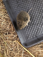 Microtus californicus