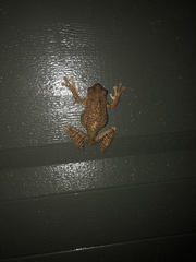 Osteopilus septentrionalis