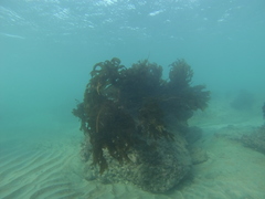 Undaria pinnatifida