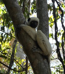 Propithecus deckenii