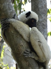 Propithecus deckenii