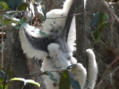 Propithecus deckenii