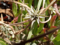 Eryngium armatum