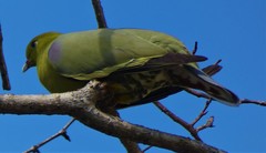 Treron australis