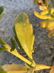 Cakile edentula harperi