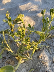 Cakile edentula harperi