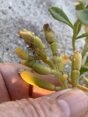 Cakile edentula harperi