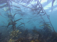 Macrocystis pyrifera