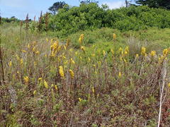 Solidago elongata