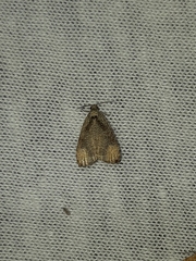 Olethreutes exoletum