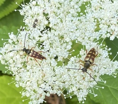 Typocerus velutinus
